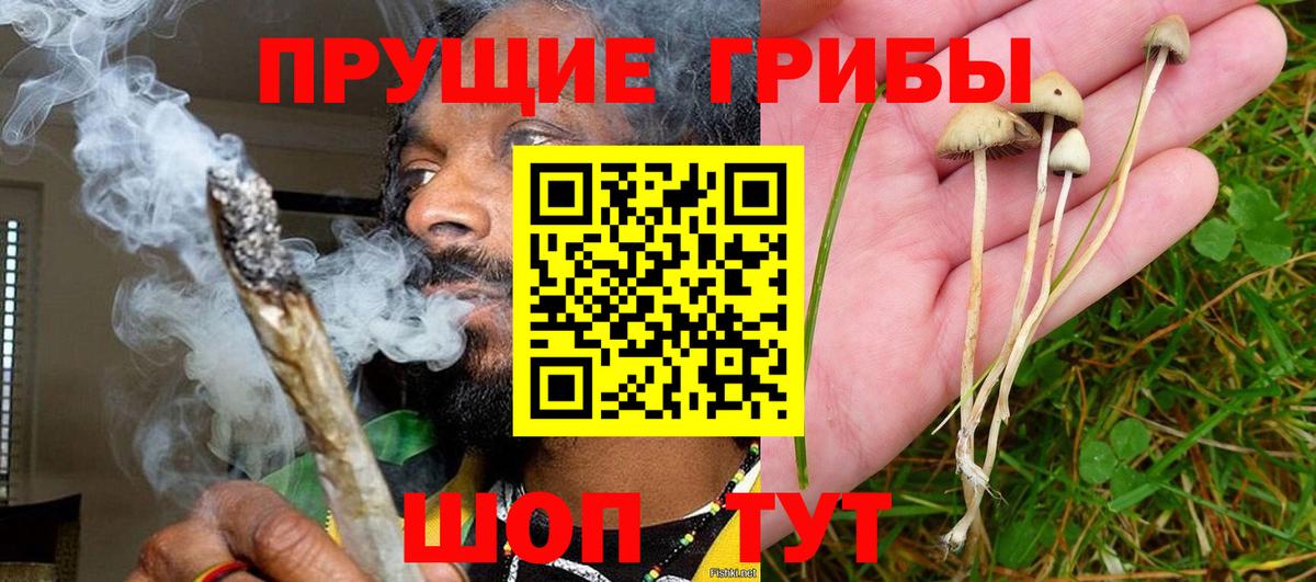 Иркутск  Псилоцибиновые грибы Psilocybe  Вход с VPN 
